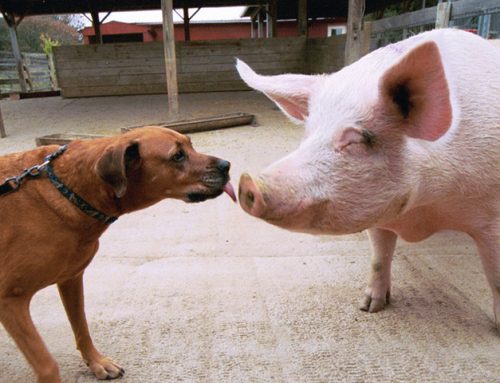 Kurt And Sam Experiment V6: Pigs And Dogs (12/7/25) (Premium)