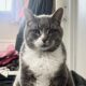 thecatbeefer